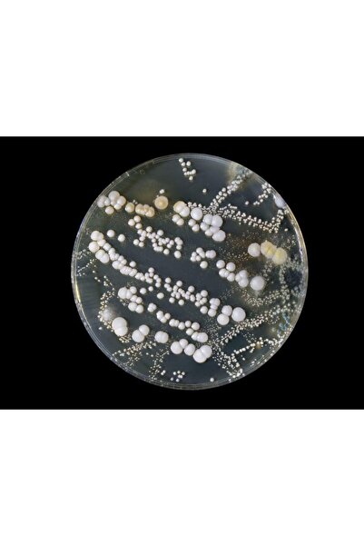 Edulab Bakteri Üretim Deney Seti