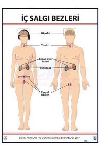 Edulab Internal Secretion Cloths Sheet (70X100 cm)