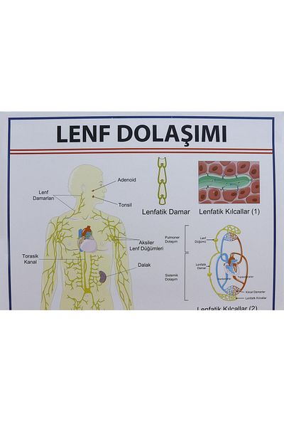 Edulab Lymph Circulation Board