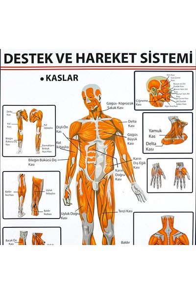 Edulab Muscles Sheet in Support and Movement System