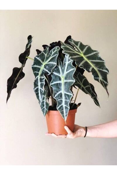 BYSHOPPİNG Fil Kulağı Çiçeği Dekoratif Hediyeik Salon Çiçeği