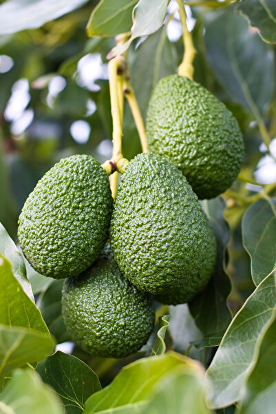 Naturanya Dalından Taze Avokado 1 kg - Günlük Hasat (mini boy)