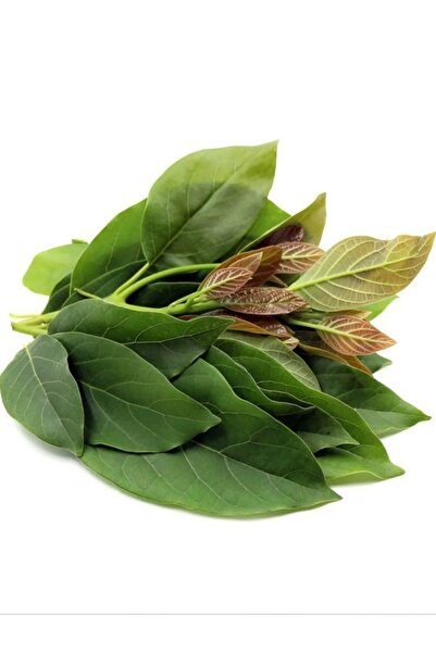 Alanya Özlem Dalından Tazecik Taze Avokado Yaprağı (250 gr)