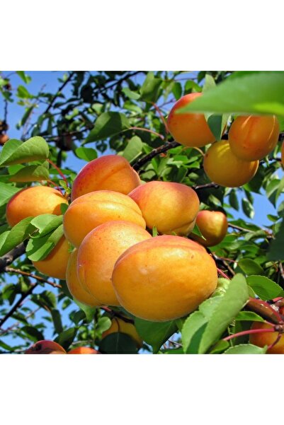 HİLAL TARIM ÇİFTLİĞİ ŞEKERPARE KAYISI FİDANI (AÇIK KÖK)