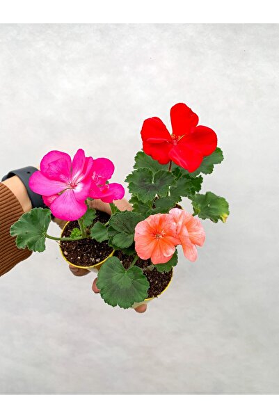 Gardenbox Mini Saksıda Sardunya Fidesi Karışık Renk