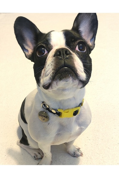 Ayz Aksesuar Isimli köpek tasması, yavru ve küçük ırklar için köpek tasması,köpek künyesi,köpek isimlik