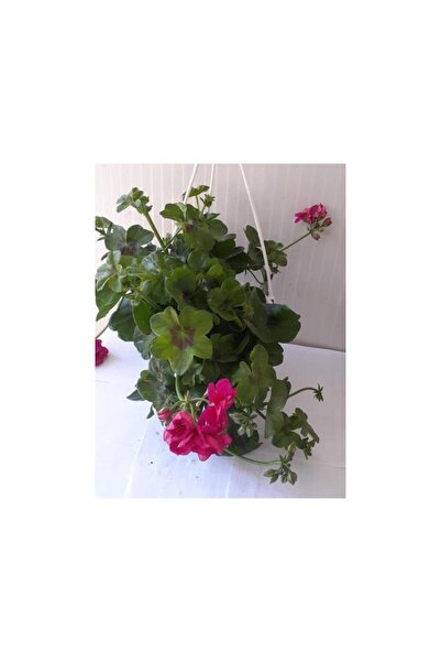 Mimoza Çingene Pembesi Sakız Sardunya Fidesi 10-20 cm