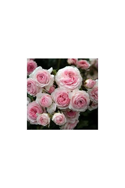Mimoza Açık Pembe Beyaz Sarmaşık Gül Fidanı 5 Adet 10-20 cm