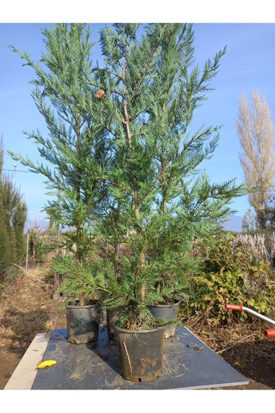 lalaahmetbotanik Leylandi, (Çit Çamı) 100-130 Cm. Boyunda, 2 lt Saksıda