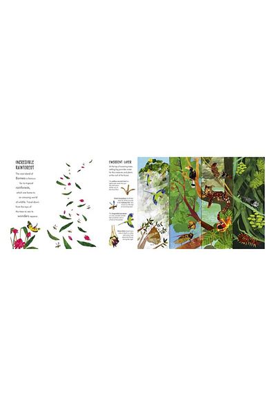 LITTLE TIGER Habitats