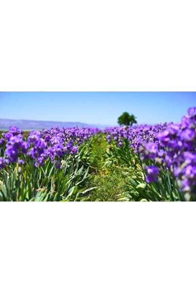 Mimoza Süsen Mor Zambak Çiçeği Fidanı 15-25 Cm