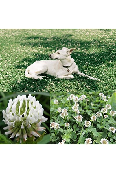 Genel Markalar Beyaz Trifolium Repens Tohumu Üçgül Çiçekli Yerörtücü 100 gr