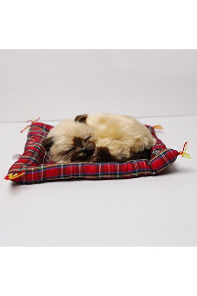 Piraye Gift Minderde Yatan  Sevimli  Cins  KEDİ