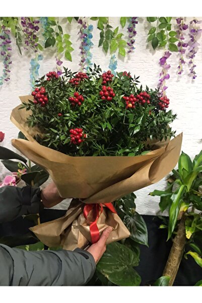 DOĞAN ÇİÇEKEVİ KOKİNA