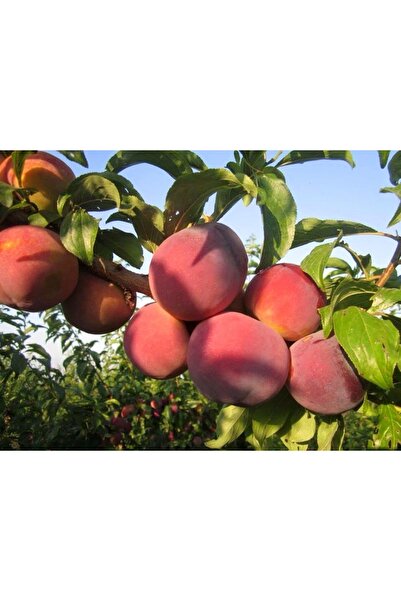 Uzunlar Fidancılık ŞEFTALİ Cresthaven FİDANI TÜPLÜ 3 Yaş