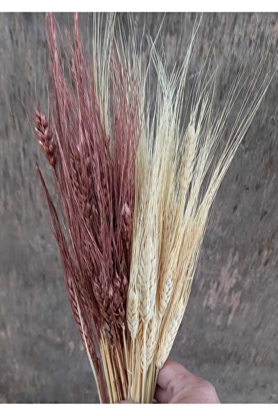 kutmen لونين من القمح الأبيض والنحاس 40 فرعًا (زهرة صناعية جافة)