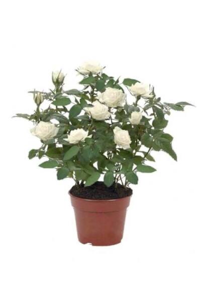 Store Beyaz minyatür gül çiçekli yediveren (sert plastik saksılı) hediyelik ç...