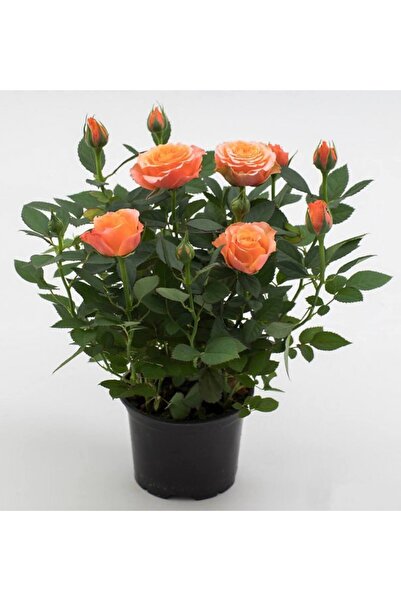Store Turuncu Minyatür Gül Çiçekli Yediveren (sert Plastik Saksılı) Hediyelik...