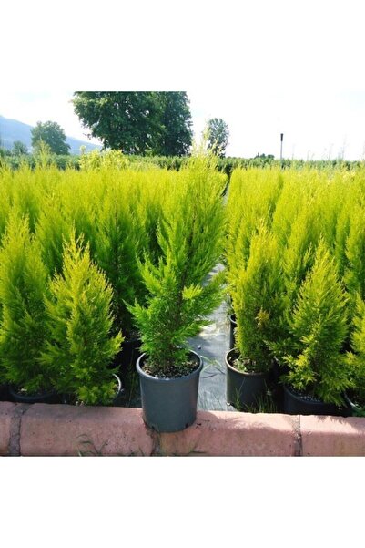 AnkaBahçe Limon Kokulu Limoni Servi Fidanı Saksili\tüplü 40-50cm (limoni Servi Çam Ağacı) Garantisi