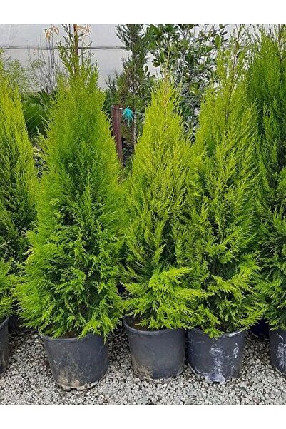 AnkaBahçe Limon Kokulu Limoni Servi Fidanı Saksili\tüplü 40-50cm (limoni Servi Çam Ağacı) Garantisi