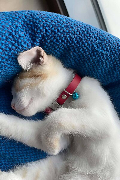 estevia New Opencart Jrt Zilli Leather Cat Collar