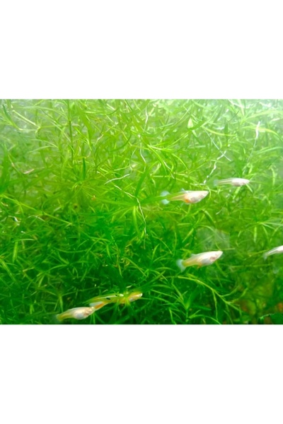 senbio Akvaryum Bitkisi Lepistes Otu Kolay Bitki (3 DAL)