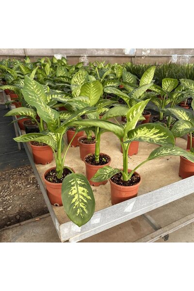 Yades Difenbahya ( Ağlayan Çiçek ) Tropik Çiçeği Salon Çiçeği Canlı Çiçek İç Mekan Bitkisi Saksıda