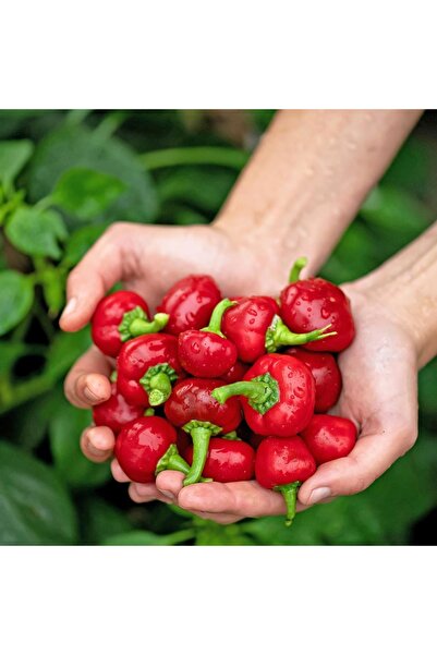 ZENGARDEN EV VE BAHÇE Kiraz acı biber tohumu red cherry hot pepper seeds