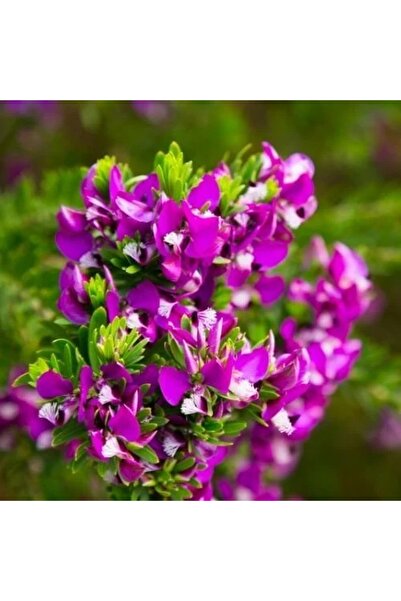 CC Poligala Çiçeği - Süt Otu Polygala Myrtifolia 30-40 cm