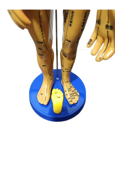 Skygo Acupuncture Human Model Full Size 50 Cm