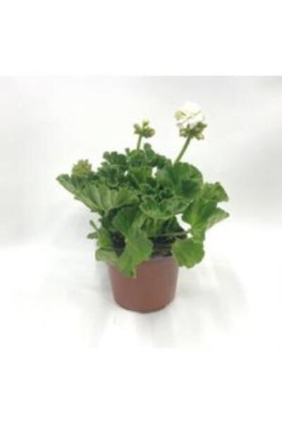 Genel Markalar Mahidevran Beyaz Ceylan Gözü Canan Sardunya Çiçeği Fidanı 10-2...