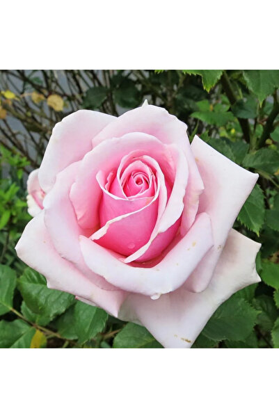 FİDAN SEPETİM Princess Gül Fidanı - Pembe/Beyaz