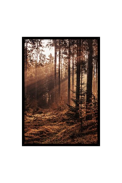 Homelux Panza 50x70 Cm, Wild Nature I