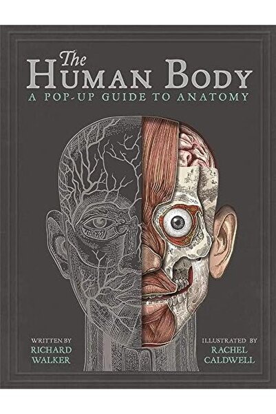 Templar Publishing The Human Body A Popup Guide To Anatomy