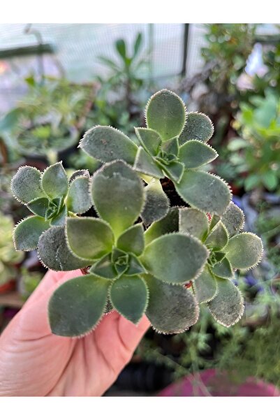 Birtutamrenk Kiwi çok köklü Sukulent 5.5lik saksıda