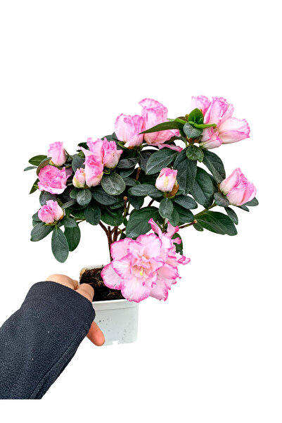 retro çiçekçilik Pembe Çiçekli Açelya Bitkisi Azalea