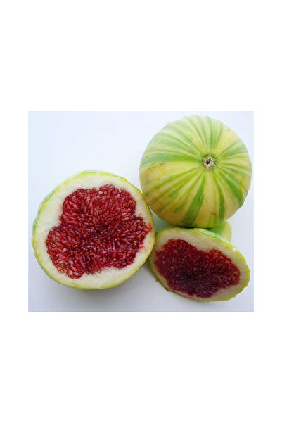 doğaşık Sarı-Yeşil Çizgili İncir Ağacı Fidanı 1-2 Yaş Arası Tüplü Doğaşık