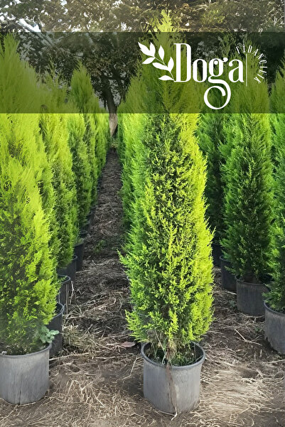 DOĞA FİDANCILIK Limon Çamı Limon Servi Çam Fidanı 5 Yaş 150 Cm Boy