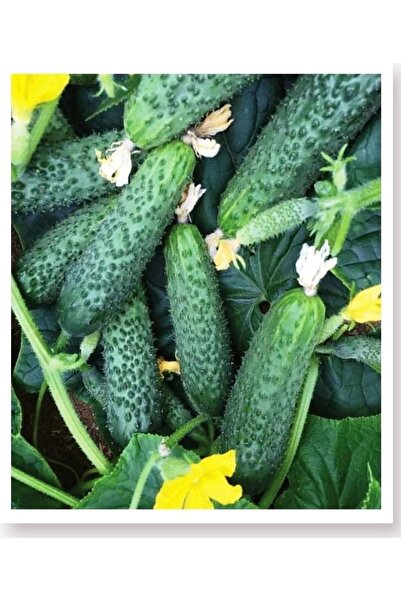 AKSARAY TOHUMCULUK Turşuluk Hıyar Tohumu 25 Adet Tohum Aksaray Tohumculuk