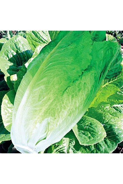 AKSARAY TOHUMCULUK Yedikule Marul Tohumu 25 Adet Tohum Aksaray Tohumculuk