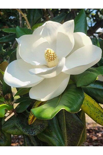 doğaşık Dayanıklı Yaprak Döken Manolya Ağacı Fidanı 1-2 Yaş Arası Tüplü Doğaşık