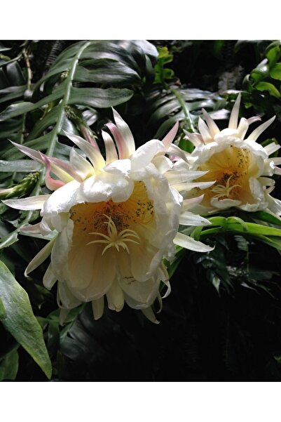 Genel Markalar Epiphyllum Chrysocardium Atlas Çiçeği