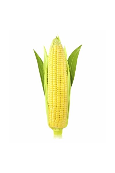 AKSARAY TOHUMCULUK Süt Mısır Tohumu 20 Adet Tohum Aksaray Tohumculuk