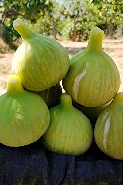ÇİÇEKFLİX Aydın Incir Yemiş Meyve Fidanı 2 Yaş ( Aşılı )fidanı 100-120 Cm ( A...