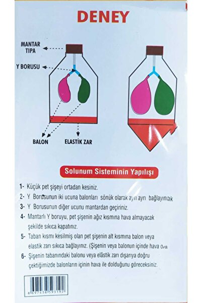 Genel Markalar Eminiş Akciğer Model Seti Em314 Solunum Deney Seti