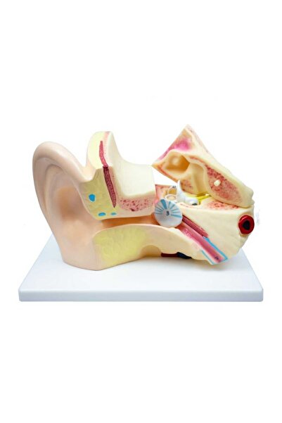 Anoffel İNSAN KULAK ANOTOMİSİ MODELİ