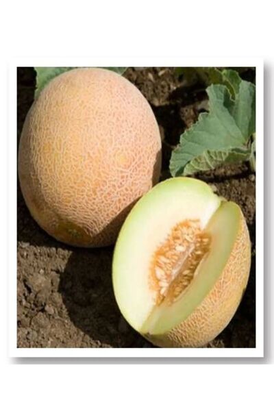 AKSARAY TOHUMCULUK Ananas Kavun Tohumu 25 Adet Tohum Aksaray Tohumculuk