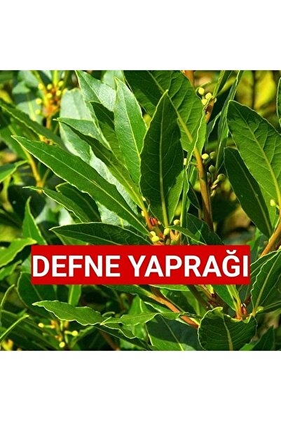 DefneOrganik İlaçsız Gübresiz 25 Gr. Yaş Defne Yaprağı (GÜNLÜK DALINDAN TOPLAMA)
