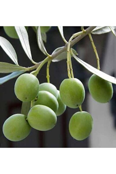 Store Gemlik Zeytin Fidanı (TÜPLÜ, AŞILI, VERİMLİ) Küçük Boy