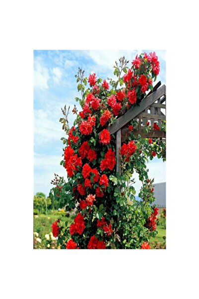 Genel Markalar Sarmaşık Kırmızı Gül Fidanı Kokulu Yediveren 10-20 cm